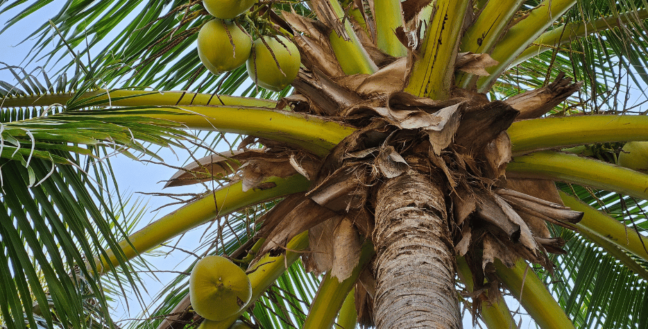 Coconut Products